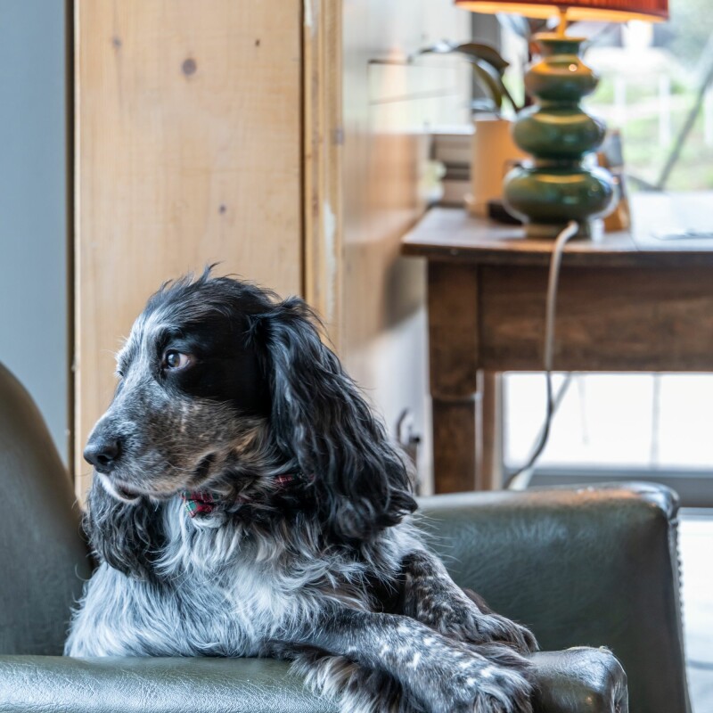 Photo of Arthur, a cocker spaniel, sitting in Arthur's Coffee House, Brent Cross Town. (Brent Cross Town)
