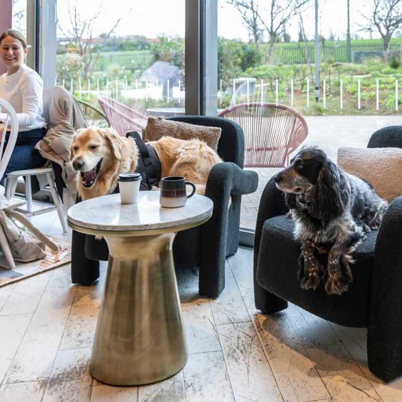 Photo of two dogs sitting in armchairs at Arthur's Coffee House, Brent Cross Town. (Brent Cross Town)