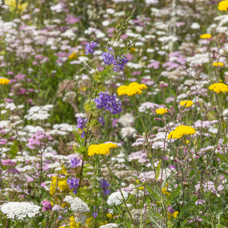 Wildflowers in Claremont Park (Brent Cross Town)
