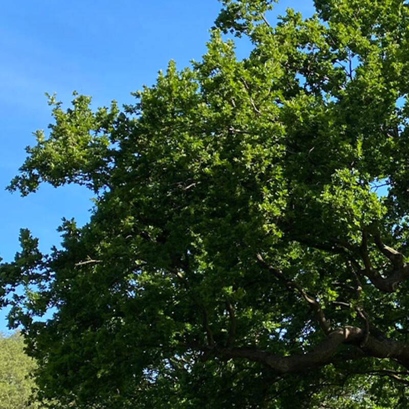 Gladstone Park