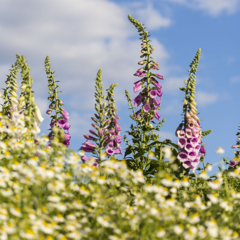 Wildflowers, Brent Cross Town (Brent Cross Town)