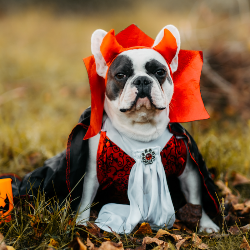 Photo of a dog dressed up for Halloween as a vampire. (Brent Cross Town)