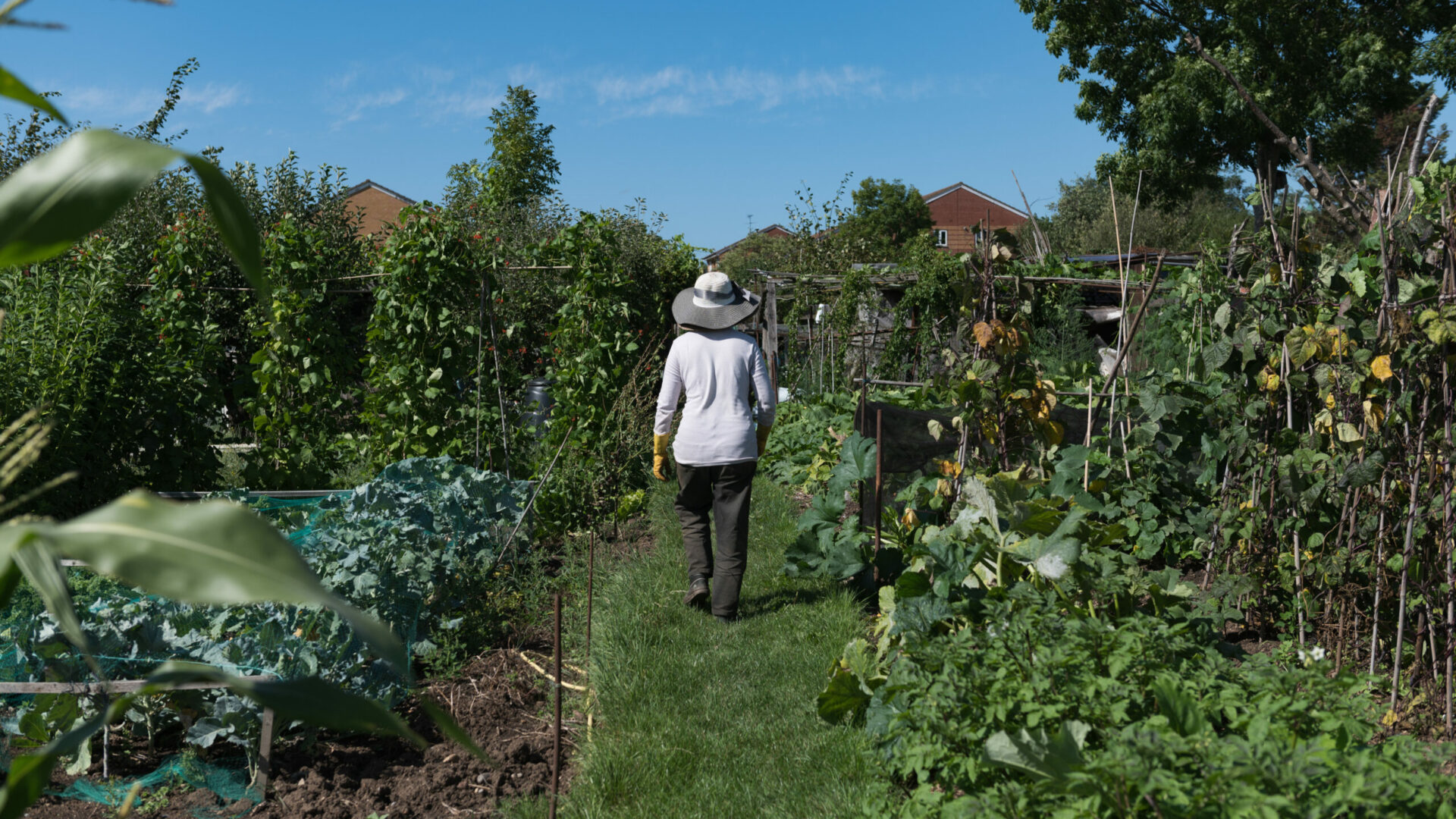 Woman in allotment (Brent Cross Town)