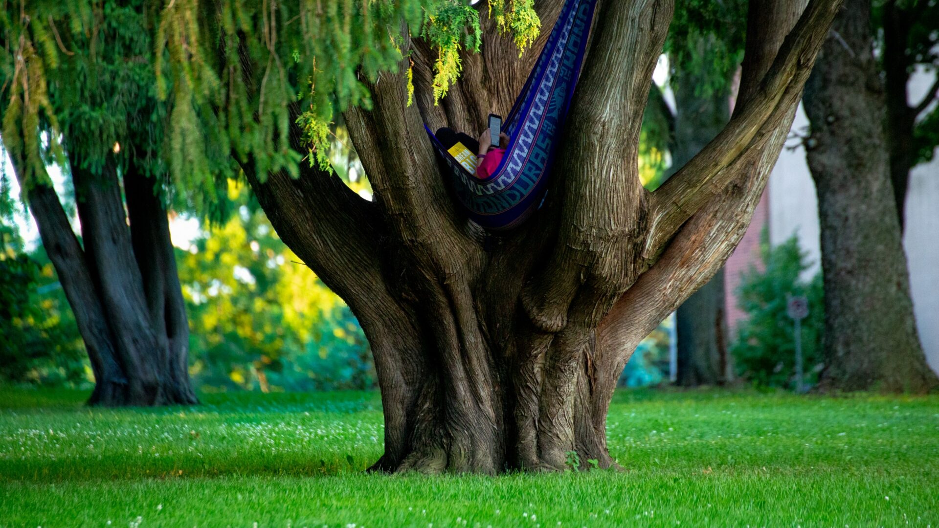 Woman in a tree in a hammock (Brent Cross Town)